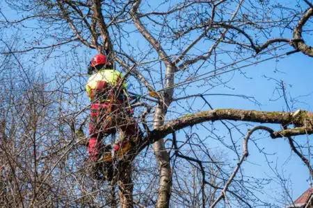 formation taille des arbres