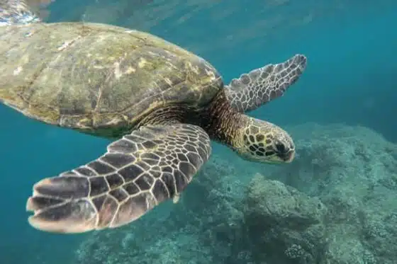 une tortue marine symbole de la biodiversité