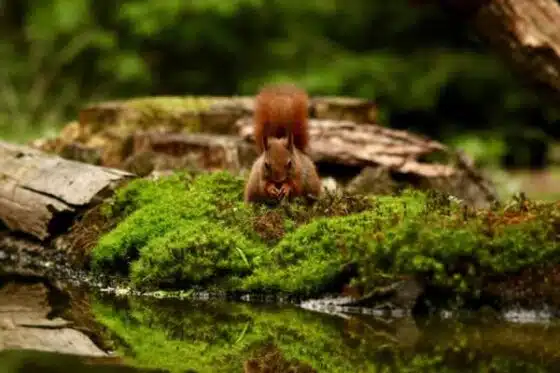 écologie, un écureuil dans les bois