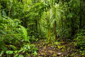 écosystèmes tropicaux Costa Rica