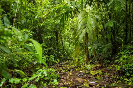 écosystèmes tropicaux Costa Rica