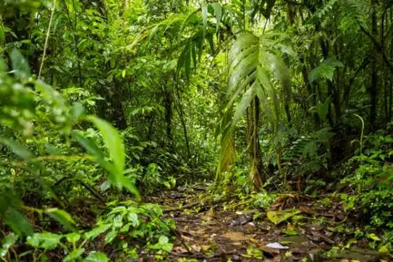 écosystèmes tropicaux du Costa Rica