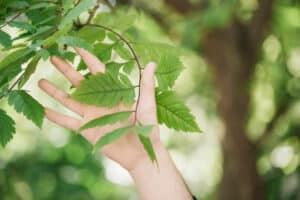 formation biodiversité des aménagements