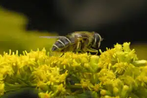 inventaires de biodiversité abeille