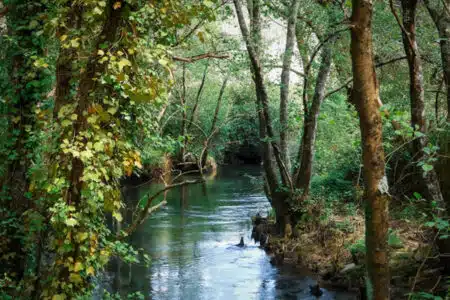 eau milieux forestiers