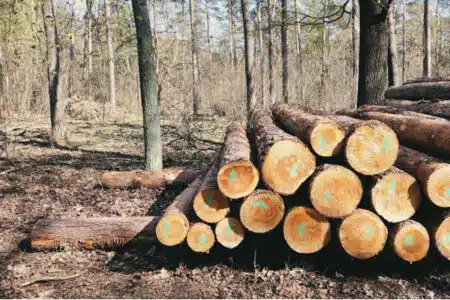 pile de bois filière forestière