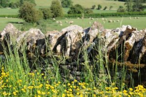 BTSA DATR : développement et animation des territoires ruraux 1 élevage territoires ruraux