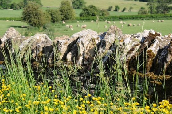 élevage sur les territoires ruraux