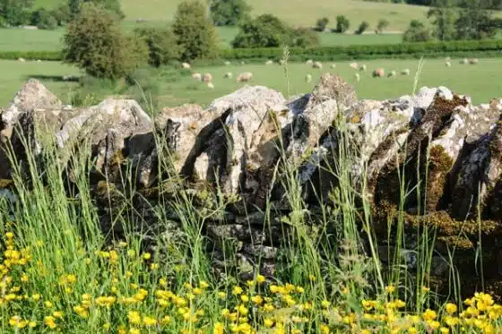 élevage sur les territoires ruraux
