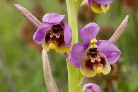 orchidée botanique