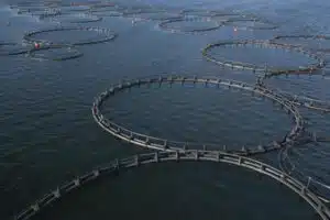 aquaculture élevage de saumons