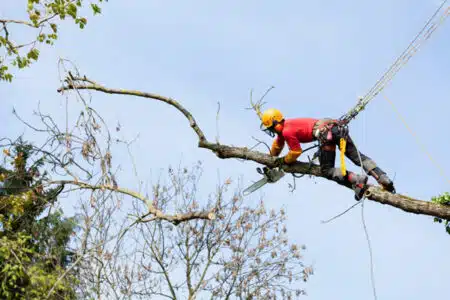 arboriste grimpeur élagueur