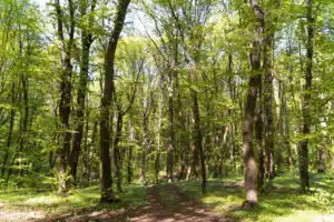 formation droit forestier