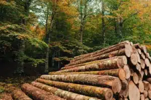 formation forêt et approvisionnement bois