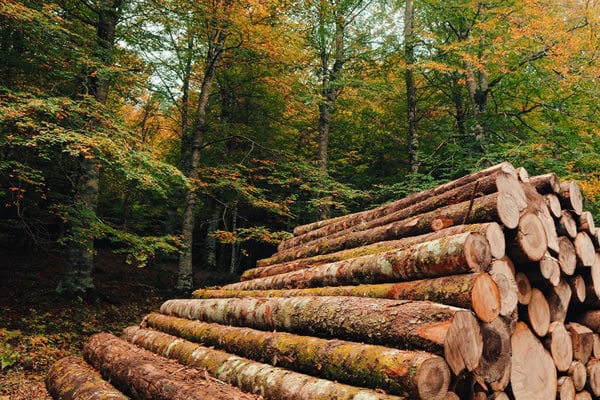 formation forêt et approvisionnement bois