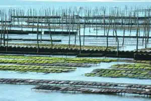 formation aquaculture ostréiculture