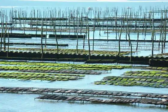 aquaculture et ostréiculture