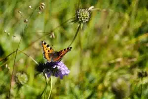 formation biodiversité et environnement