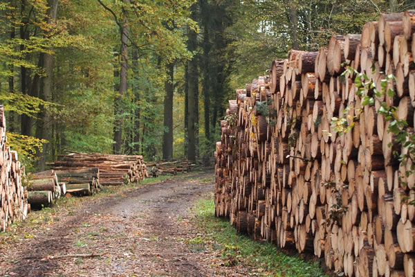 formation filière forêt RSE