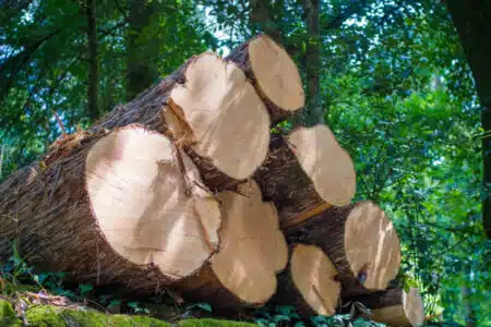 formation pro forêt