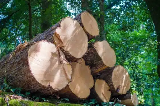 formation pro forêt