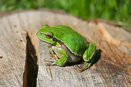 grenouille médiation scientifique