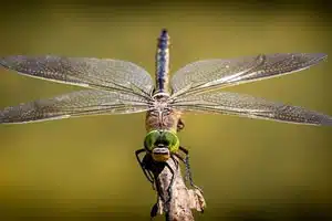 livres sur l'entomologie