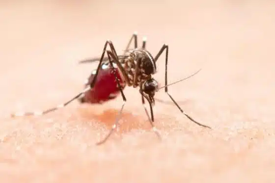 le moustique, vecteur de maladies parasitaires