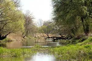 ripisylve bords de rivière