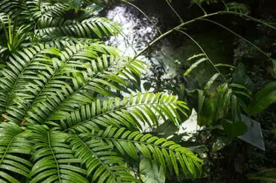 végétation et écologie tropicale