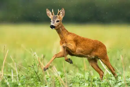 chevreuil faune sauvage