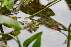 grenouille hydrobiologie