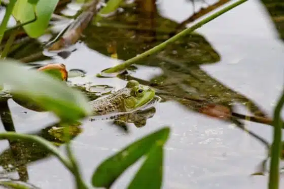 grenouille hydrobiologie