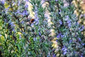 romarin plantes aromatiques
