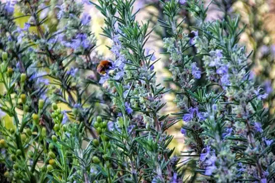 romarin, une des nombreuses plantes aromatiques