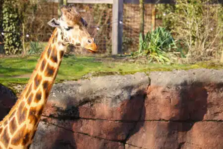 girafe dans un zoo