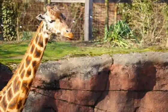 girafe dans un zoo
