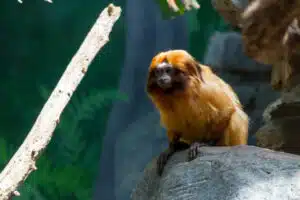 singe tamarin dans un zoo