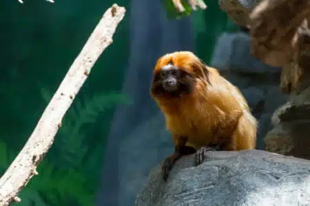 singe tamarin dans un zoo