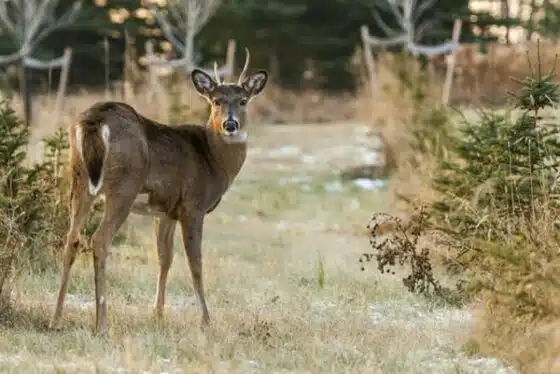 faune sauvage cynégétique