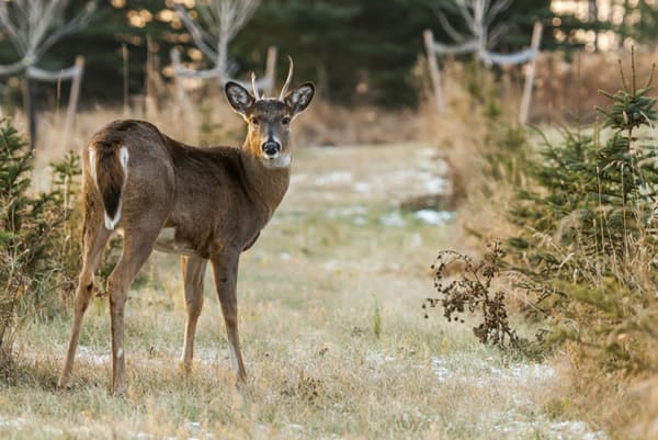 faune sauvage cynégétique