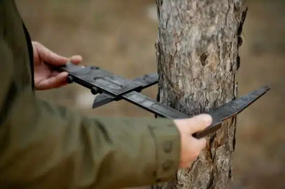 technicien forestier spécialisé en sylviculture