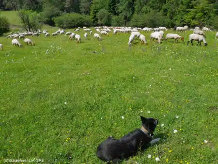 écopastoralisme vins ferme Liaigre