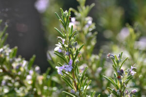 le romarin, une plante aromatique