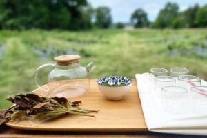 producteur de thé bio en Bretagne
