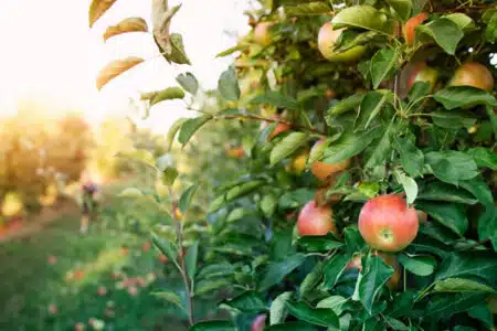 verger pommes agroécologie