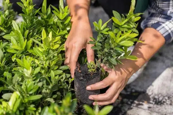 métiers verts pour l'environnement sans le bac