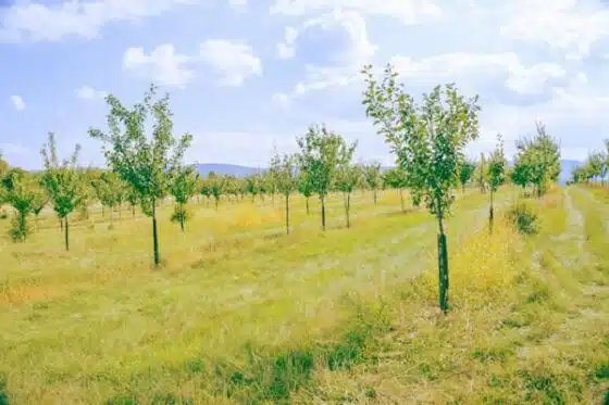 verger de pruniers, exemple d'agroécologie