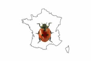 coccinellistes de France
