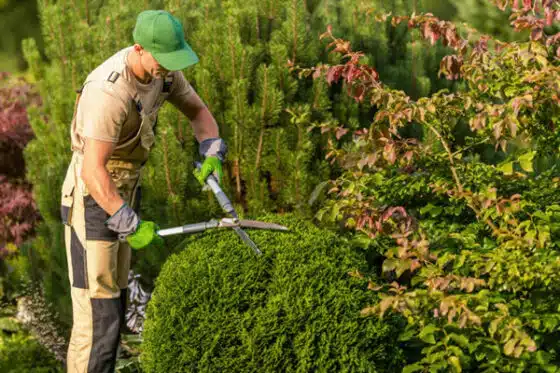 jardinier qui taille des végétaux